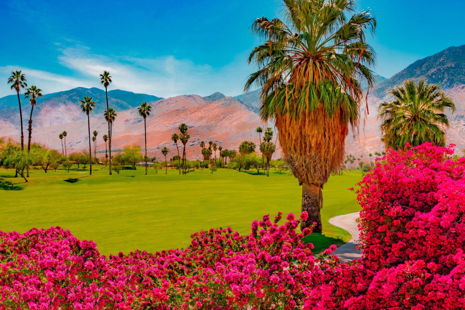 Bright Bougainvilleas grow alongside the green belt in Palm Springs, California Vibrant flowers and palm trees with mountains in the background under a clear sky.